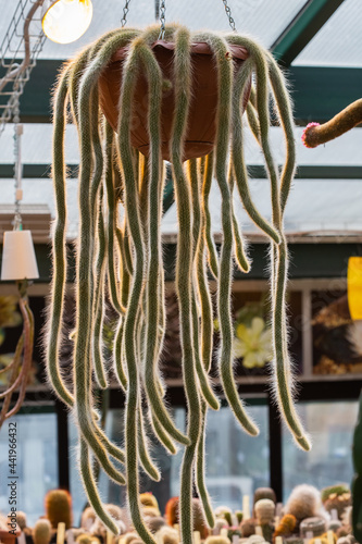 A bizarre tropical cactus descends from a hanging pot in a greenhouse