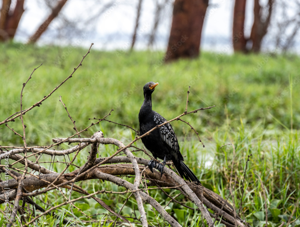 great cormorant sits on a branch dries its wings and prepares to hunt on the lake great cormorant sits on a branch dries its wings and prepares to hunt on the lake