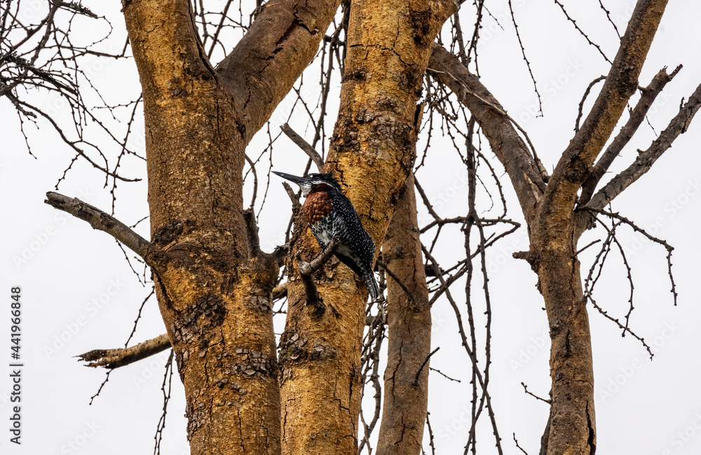 white-necked alcyone sits on a tree near the lake white-necked alcyone sits on a tree near the lake