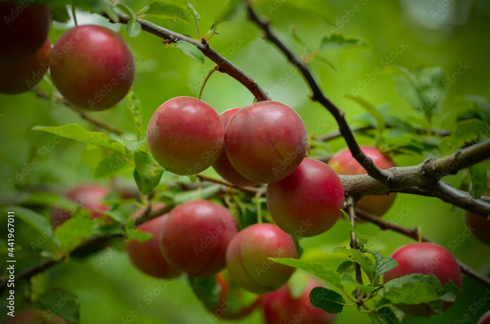 red apples on a tree red apples on a tree