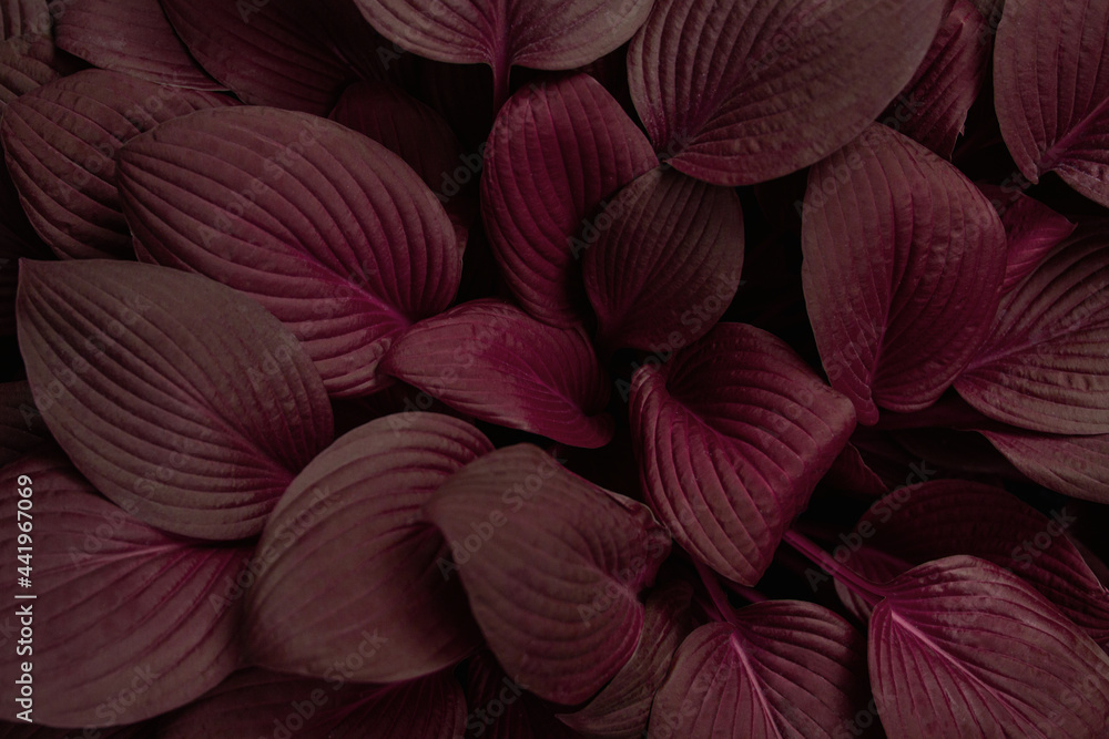 Creative colored hosta plant leaves background. Botanical nature surface. Wallpaper or poster with leaf.