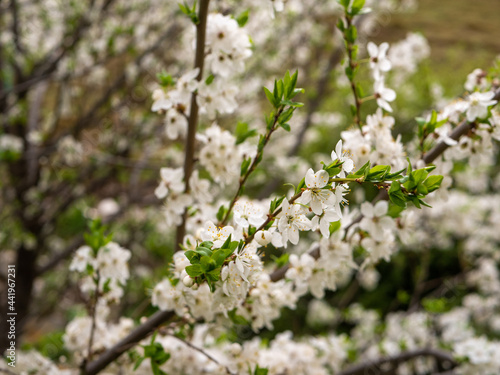 Apple tree blossoming in may. Apple tree branch with white flowers and young green leaves close-up. Kabardino-Balkaria, Russia © lexosn