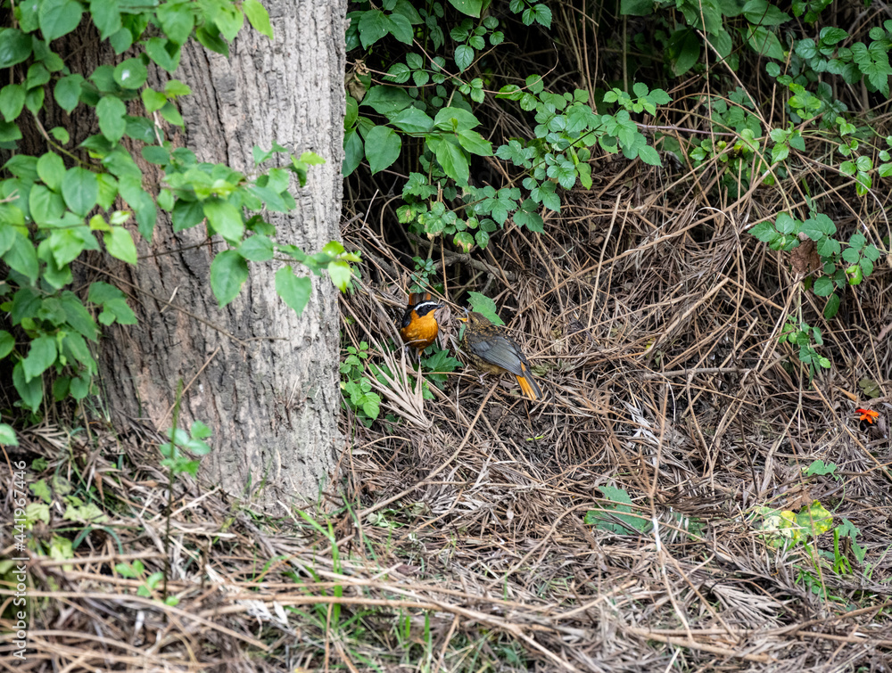 Somali weaver with a bird near a tree in the bushes Somali weaver with a bird near a tree in the bushes