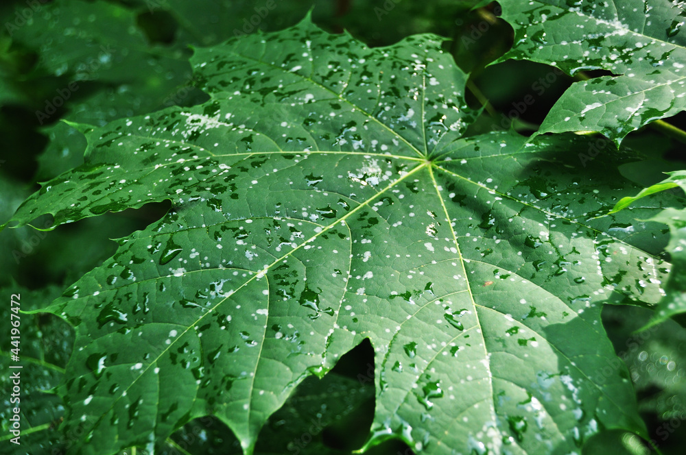 Large maple leaf. Maple leaf with drops after rain. Close-up of a maple leaf. Large maple leaf. Maple leaf with drops after rain. Close-up of a maple leaf.