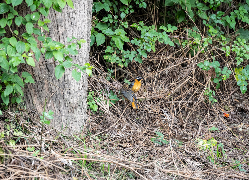 Somali weaver with a bird near a tree in the bushes Somali weaver with a bird near a tree in the bushes