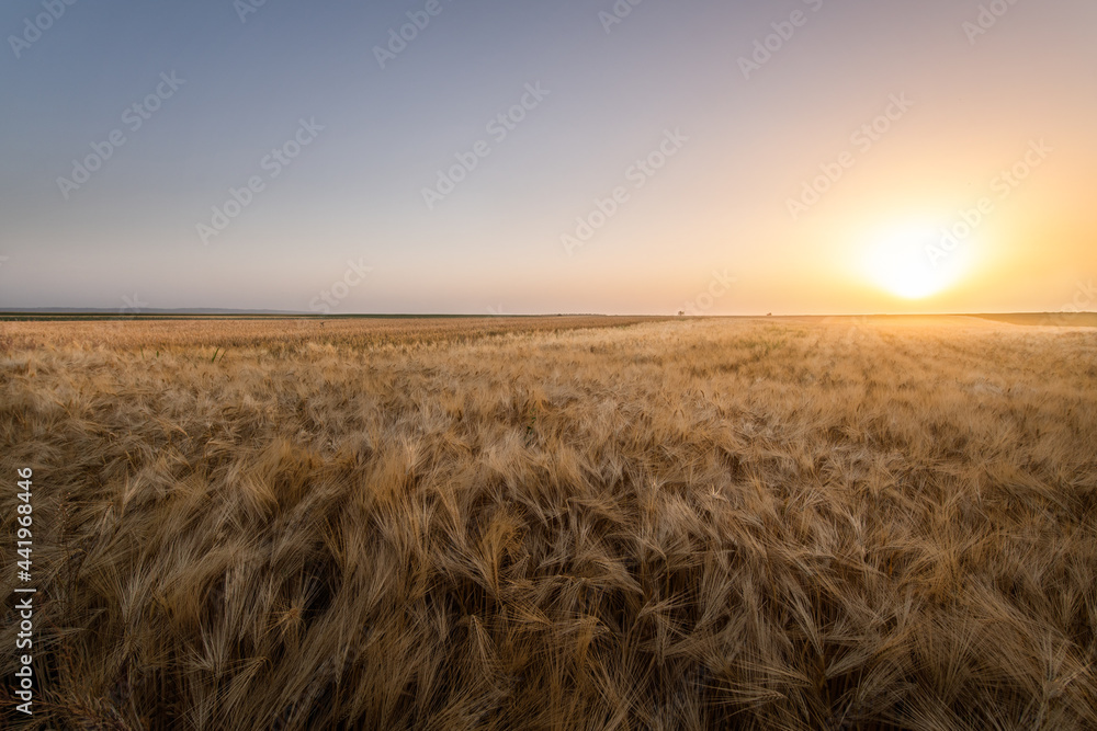 Obraz premium Open wheat field at sunset.