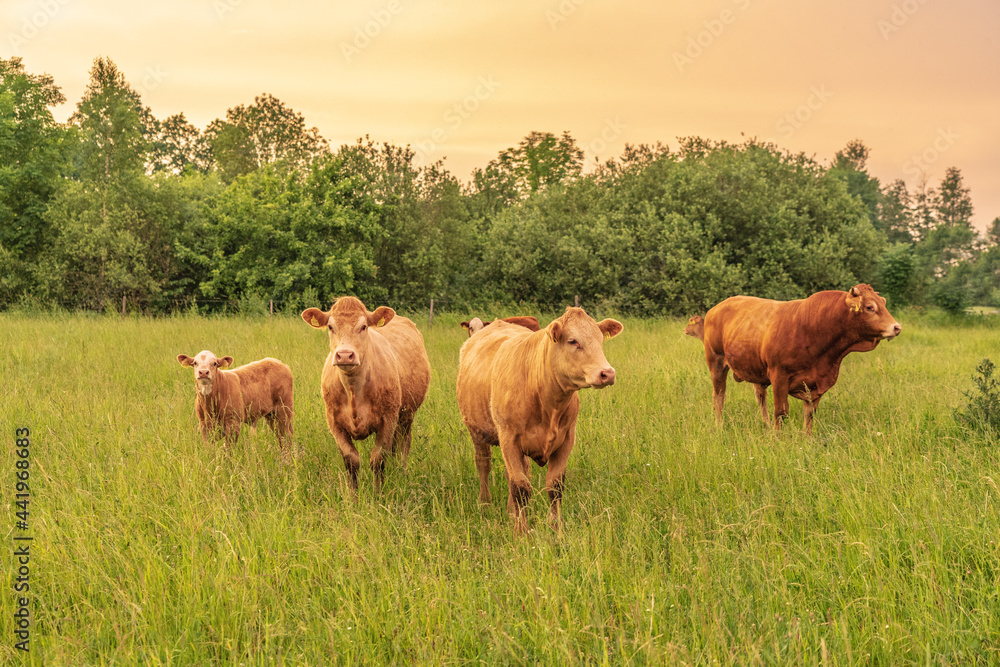 Three cows and a bull in the meadow. Summer evening.