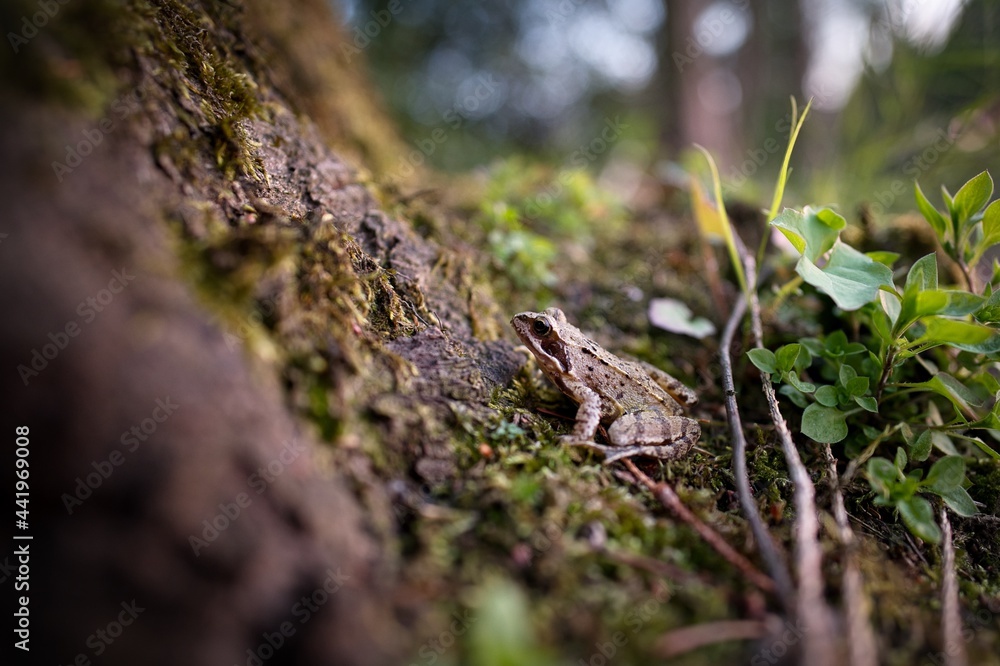 Naklejka premium Waldfrosch