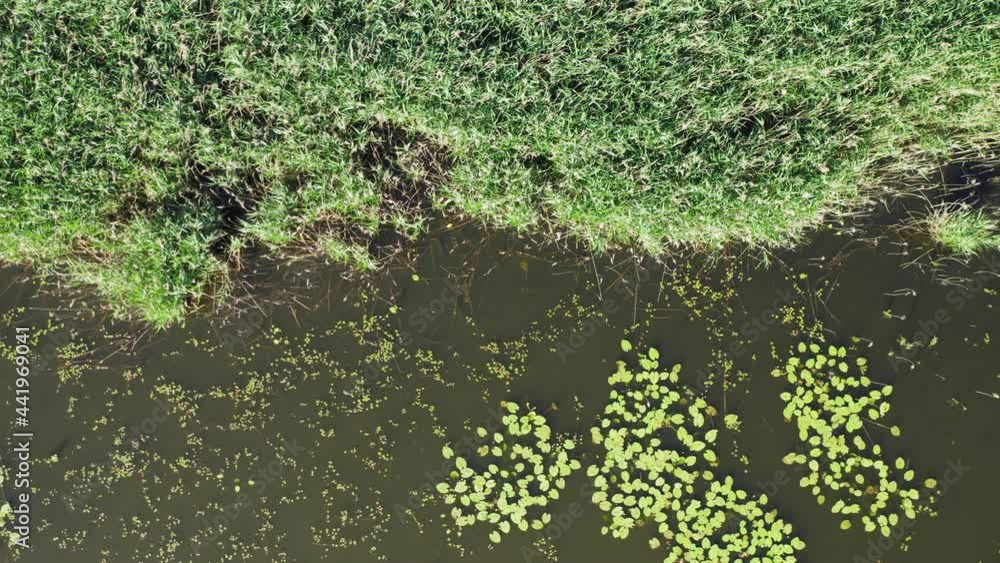The aerial view of the oxbow lake of the Drava River, with water lily, reeds and willow The aerial view of the oxbow lake of the Drava River, with water lily, reeds and willow