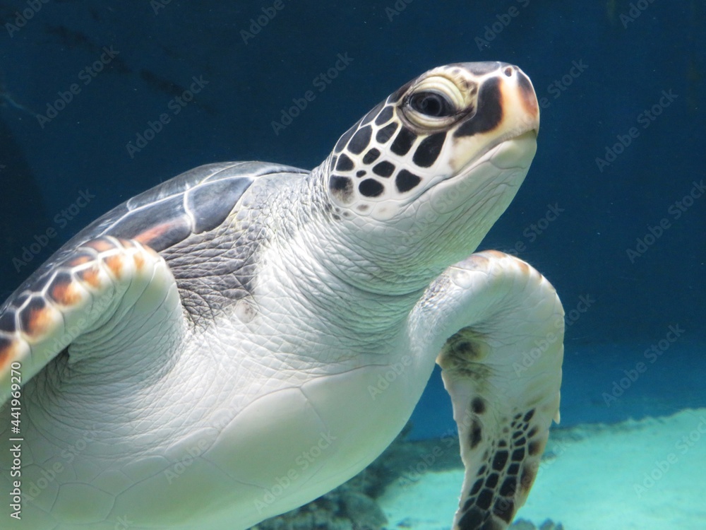 Fototapeta premium アオウミガメ