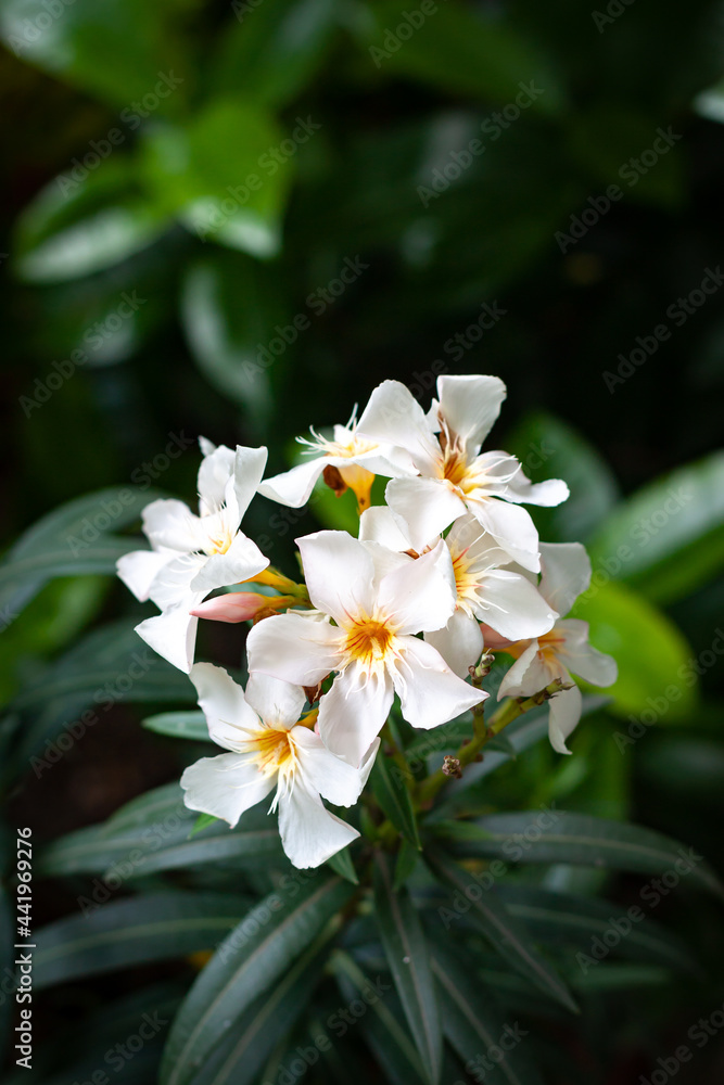 Flowers in the garden contryside thailand Flowers in the garden contryside thailand