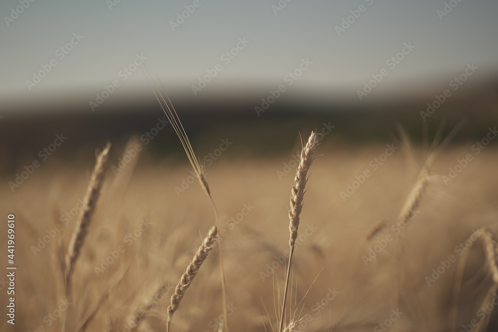 Close-up Of Ripe Golden Wheat With Blue Sky Close-up Of Ripe Golden Wheat With Blue Sky
