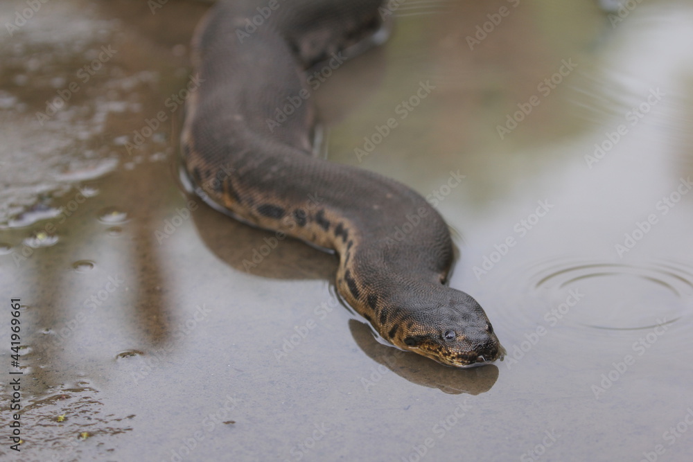 Elephant trunk snake or the Javan file snake, is non-venomous aquatic snakes. Elephant trunk snake or the Javan file snake, is non-venomous aquatic snakes.