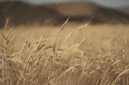 wheat field in the wind , sunrise light