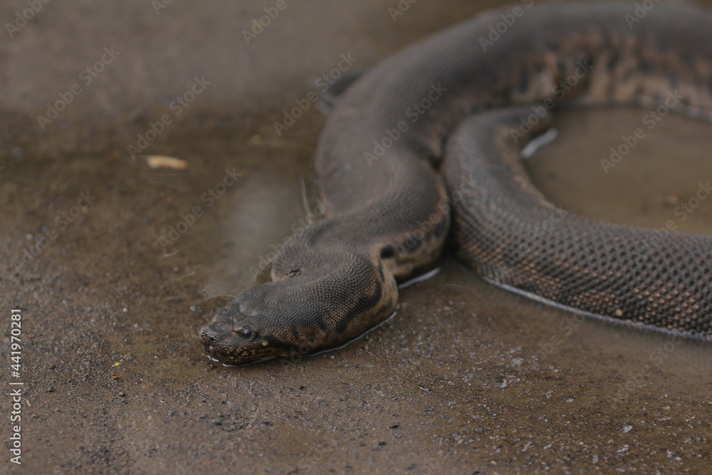 Elephant trunk snake or the Javan file snake, is non-venomous aquatic