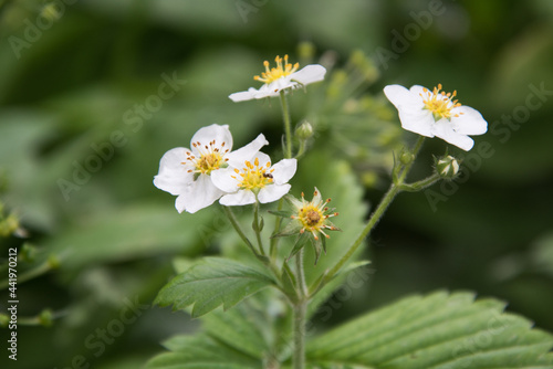 Close-up of white flowers of garden strawberries. Strawberries are in bloom