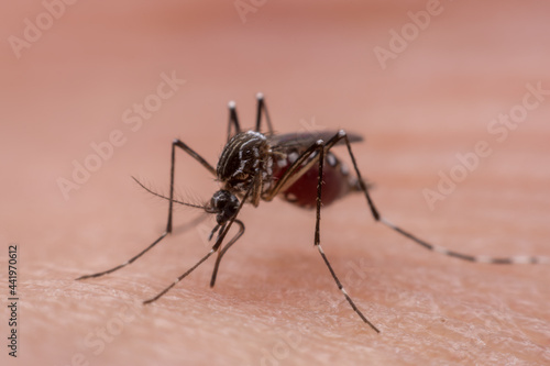 Mosquitoes are natural blood-sucking insects that inflict pain on human health, and biologically they carry malaria, dengue and Zika fever. © 418studio