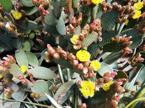 group of cactus - botanical. plants photo