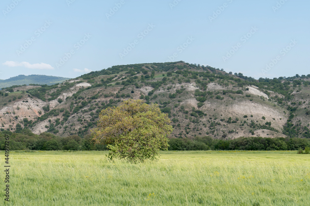 Fototapeta premium Big tree in wheat field. Blue sky and hill in the background.Unfocused