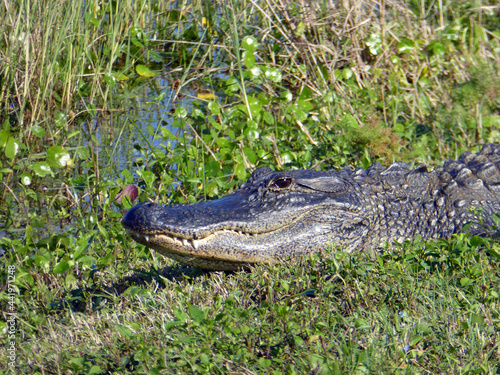 Alligator in Viera Wetlands, Florida