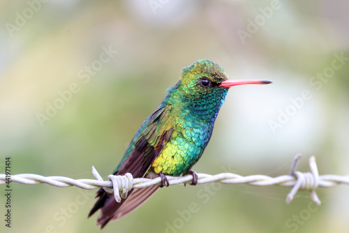 Glittering-bellied Emerald (Chlorostilbon lucidus) isolated perched on a barbed wire over a blurred background.
