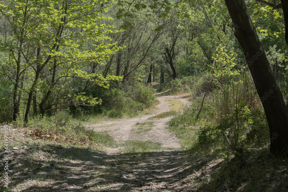 Obraz premium Dirt road in the forest.Unfocused