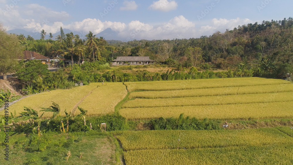aerial view rice fields, terrace and agricultural land with crops at sunset. aerial view farmland with rice terrace agricultural crops in countryside Indonesia,Bali