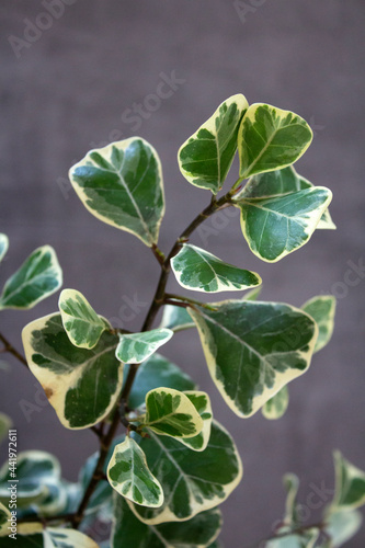 Ficus Triangularis Variegata. Green and white leaves close up photo. Gray background with copy space. Home gardening concept. Beautiful home plant photo