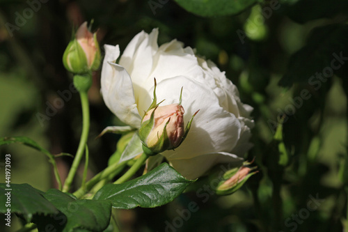 uetersener monastery rose in june