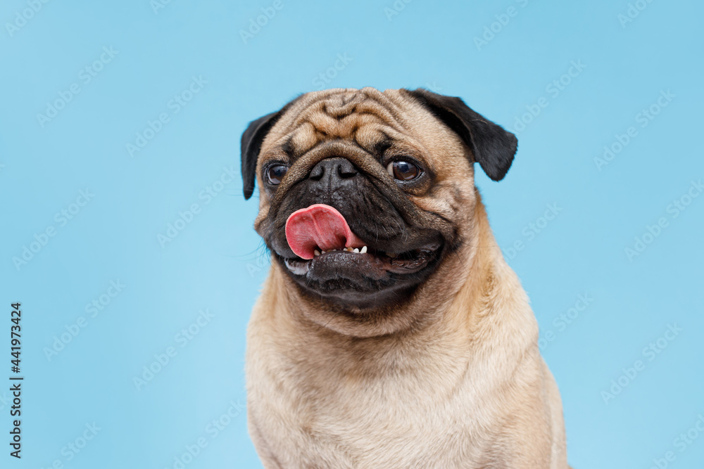Portrait of adorable, happy dog of the pug breed. Cute smiling dog licking lips on blue background. Free space for text.