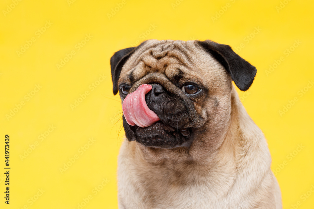 Portrait of adorable, happy dog of the pug breed. Cute smiling dog licking lips on yellow background. Free space for text.
