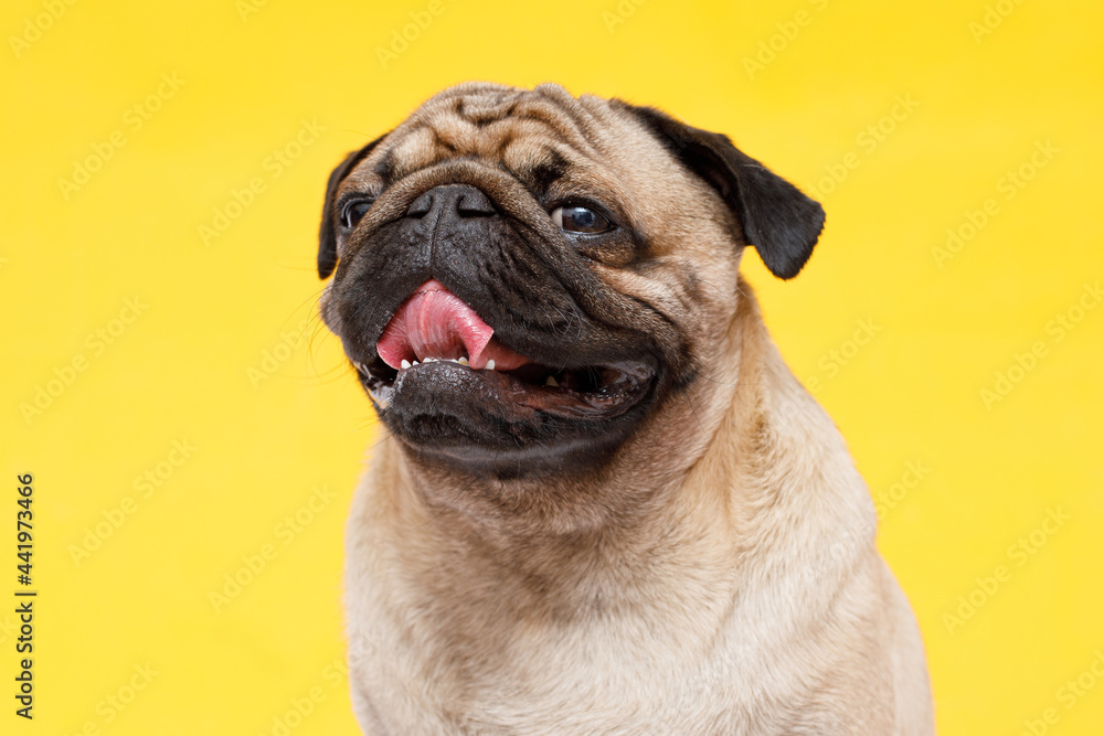 Portrait of adorable, happy dog of the pug breed. Cute smiling dog licking lips on yellow background. Free space for text. Portrait of adorable, happy dog of the pug breed. Cute smiling dog licking lips on yellow background. Free space for text.