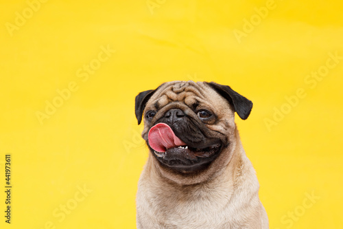 Portrait of adorable, happy dog of the pug breed. Cute smiling dog licking lips on yellow background. Free space for text.