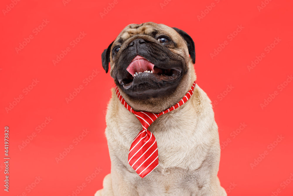 Portrait of happy dog of the pug breed office worker in a tie. Red background. Free space for text.