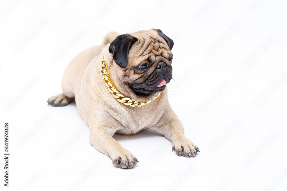 Portrait of adorable, happy dog of the pug breed. Cute smiling dog on white background. Free space for text.