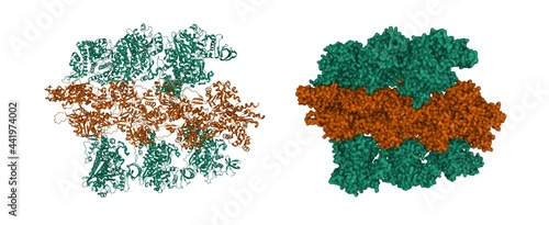 Structure of myosin VI (green) - actin (brown) complex in the rigor (nucleotide-free) state, 3D cartoon and Gaussian surface models, based on PDB 6bnp, white background