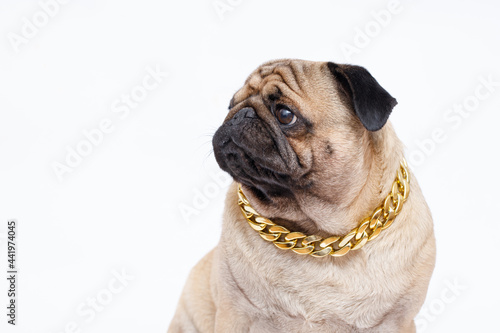 Portrait of adorable, happy dog of the pug breed. Cute smiling dog on white background. Free space for text. © KDdesignphoto