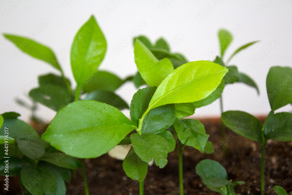 Lemon sprouts growing in a pot. Home gardening concept. Green leaves close up photo. Young citrus plants macro. Lemon sprouts growing in a pot. Home gardening concept. Green leaves close up photo. Young citrus plants macro.