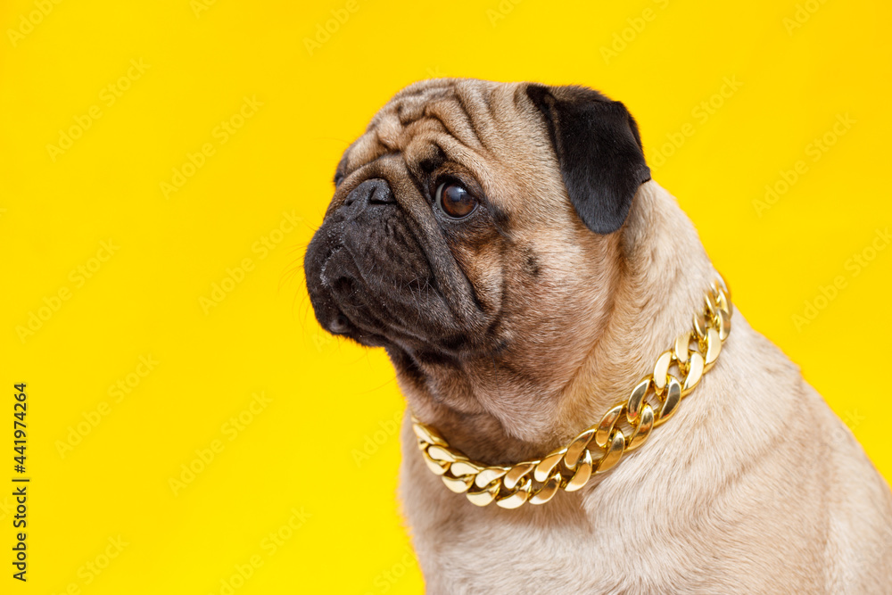 Portrait of adorable, happy dog of the pug breed. Cute smiling dog in gold chain on yellow background. Free space for text.