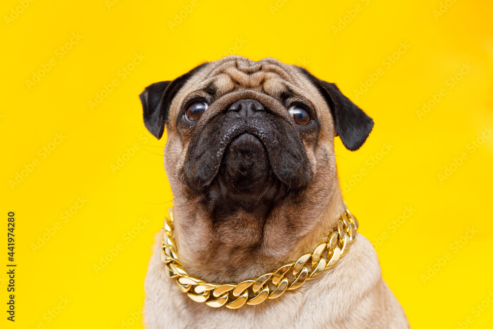 Pug gold chain online