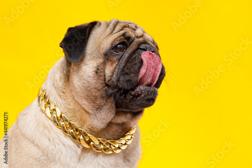 Portrait of adorable, happy dog of the pug breed. Cute smiling dog in gold chain on yellow background. Free space for text.