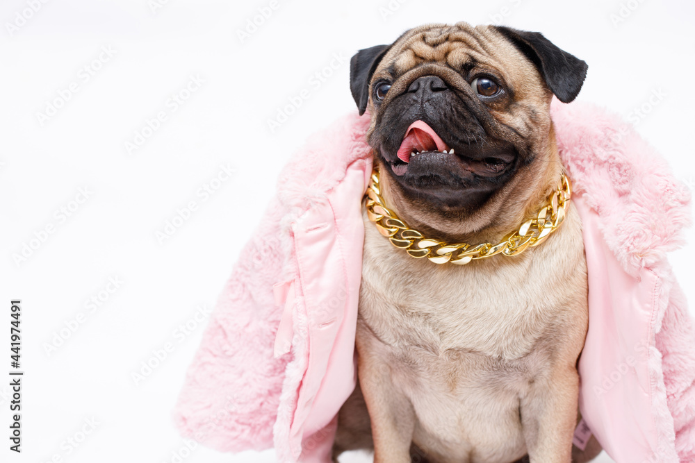 Portrait of adorable, happy dog of the pug breed wearing in fashion pink fur coat and a gold chain. Cute smiling dog on white background. Free space for text.