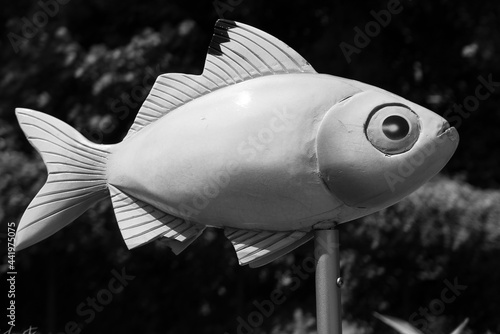 Black & White Fish