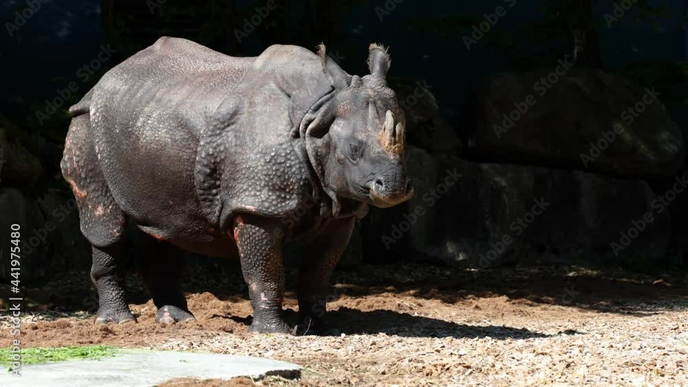 The Indian Rhinoceros, Rhinoceros unicornis is also called Greater One-horned Rhinoceros and Asian One-horned Rhinoceros and belongs to the Rhinocerotidae family. The Indian Rhinoceros, Rhinoceros unicornis is also called Greater One-horned Rhinoceros and Asian One-horned Rhinoceros and belongs to the Rhinocerotidae family.