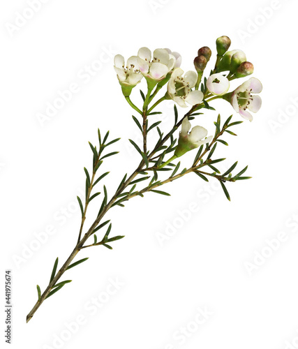 Twig of white chamelaucium flowers isolated photo