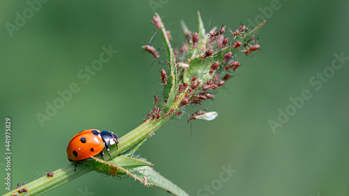 Ladybug and aphids. © Kakteen
