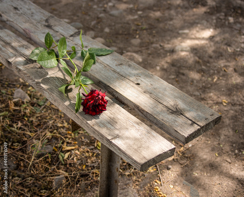 A lonely rose flower on a bench. The concept of unrequited love.