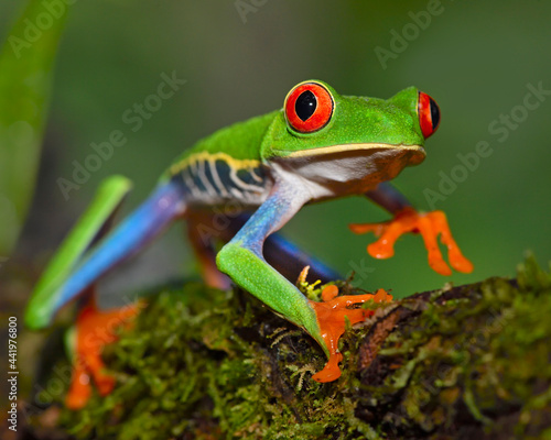 Red-eyed Tree Grog walking along forest vegetation - Costa Rica 