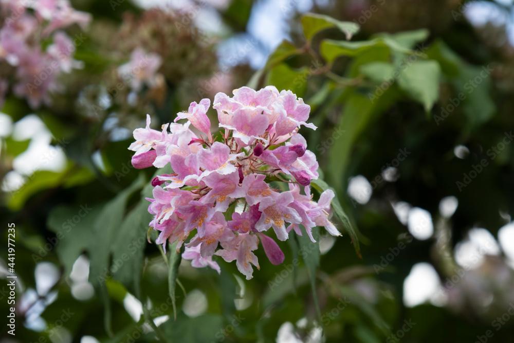 Pink flower in front of green leaves Pink flower in front of green leaves
