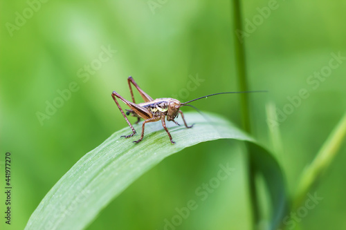 The insect grasshopper is sitting on the green grass. Close-up ©  AKA-RA